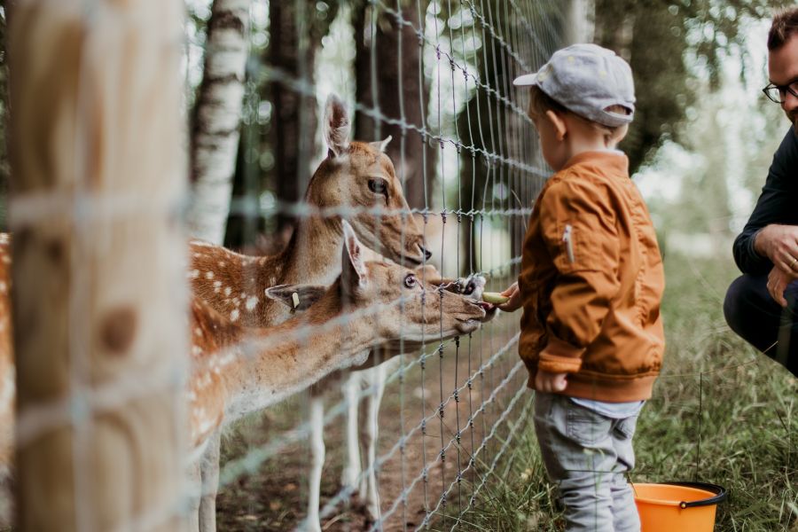 kid at the zoo